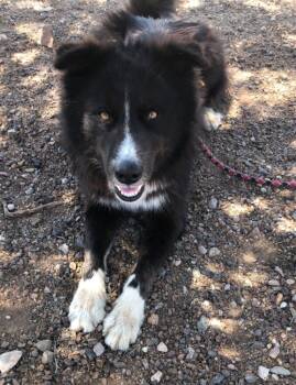 Rescue Collie and Border Collie Dogs for Adoption in Cottonwood, Arizona - Blackie | PetCurious