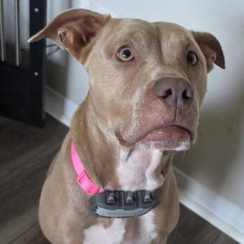 Louise -  Pit Bull Terrier Dog for Adoption in Dallas, Texas - Louise | PetCurious