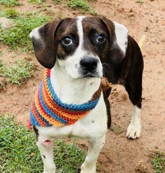 Izzy -  Beagle and Mixed Breed Dog for Adoption in Seneca, South Carolina - Izzy | PetCurious