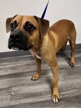 A1278258 -  Boxer and Mixed Breed Dog for Adoption in Winter Haven, Florida - A1278258 | PetCurious