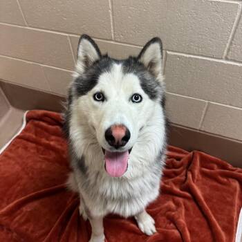 Baxter -  Siberian Husky and Mixed Breed Dog for Adoption in Reno, Nevada - Baxter | PetCurious