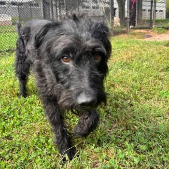 Shoe Fly Pie -  Border Collie and Mixed Breed Dog for Adoption in York, Pennsylvania - Shoe Fly Pie | PetCurious