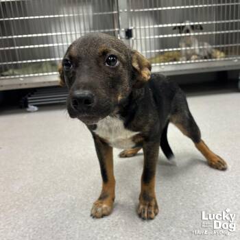 Australian Cattle Dog Blue Heeler and Shepherd Dogs Available for Adoption in Washington, District Of Columbia - Savannah | PetCurious