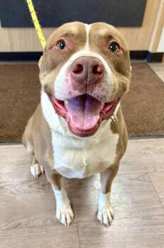 Hondo -  Pit Bull Terrier Dog for Adoption in Gillette, Wyoming - Hondo | PetCurious