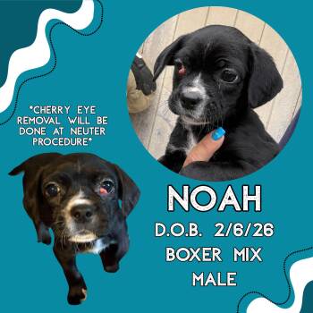 Boxer Dogs Available for Adoption in Caldwell, Texas - Noah | PetCurious