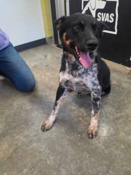 Pal -  Mixed Breed Dog for Adoption in Minot, North Dakota - Pal | PetCurious