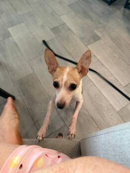 Dolly -  Rat Terrier Dog for Adoption in Orlando, Florida - Dolly | PetCurious