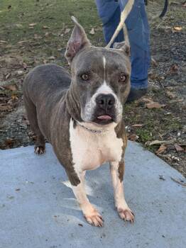 Pit Bull Terrier Dogs Available for Adoption in Ridgefield, Connecticut - Rosa | PetCurious
