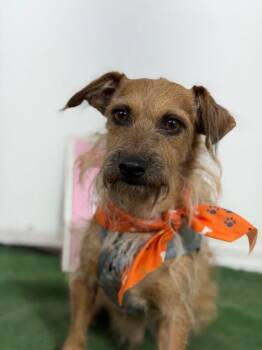 Don Quijote.-One of our Amazing Rescue Dogs -  Irish Terrier and Border Terrier Dog for Adoption in Carlsbad, California - Don Quijote.-One Of Our Amazing Rescue Dogs | PetCurious