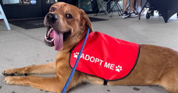Rescue Golden Retriever and Labrador Retriever Dogs for Adoption in Pflugerville, Texas - Andy | PetCurious