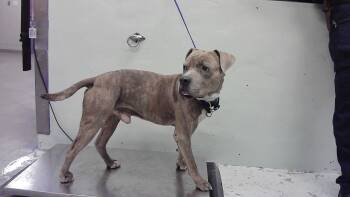 Staffordshire Bull Terrier and Mixed Breed Dogs Available for Adoption - BORIS | PetCurious