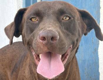 Canela -  Labrador Retriever and Terrier Dog for Adoption in Bloomfield, Connecticut - Canela | PetCurious