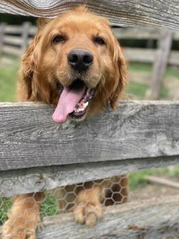 Golden Retriever Dogs Available for Adoption in Lewistown, Pennsylvania - Mia | PetCurious