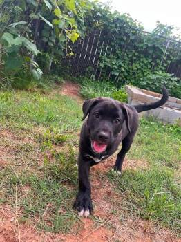 D.W. -  Mixed Breed Dog for Adoption in Acworth, Georgia - D.W. | PetCurious