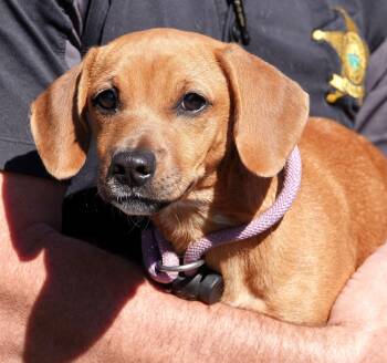 Ghoul -  Chiweenie Dog for Adoption in Millfield, Ohio - Ghoul | PetCurious