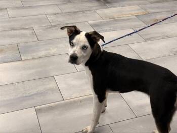 A1267596 -  Mixed Breed Dog for Adoption in Charlotte, North Carolina - A1267596 | PetCurious