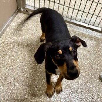 CODY -  Black And Tan Coonhound and Black Mouth Cur Dog for Adoption in Clyde, North Carolina - CODY | PetCurious