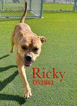 American Staffordshire Terrier Dogs Available for Adoption - Ricky | PetCurious