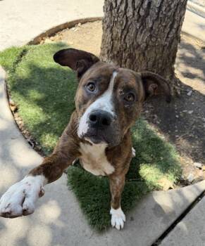 KOBE -  Pit Bull Terrier Dog for Adoption in Chula Vista, California - KOBE | PetCurious