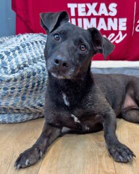 Rescue Mixed Breed Dogs for Adoption in Leander, Texas - Miranda | PetCurious