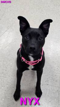 Nyx -  Pit Bull Terrier and Mixed Breed Dog for Adoption in Burlington, Iowa - Nyx | PetCurious