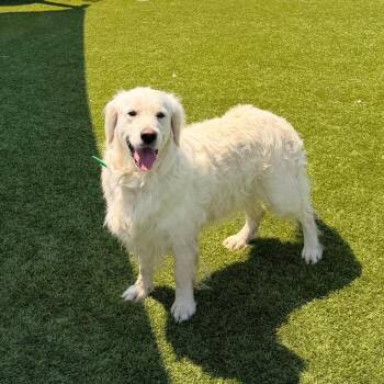 Gracie -  Golden Retriever Dog for Adoption in Idaho Falls, Idaho - Gracie | PetCurious