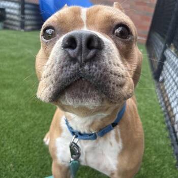DOG -  Mixed Breed Dog for Adoption in Pittsburgh, Pennsylvania - DOG | PetCurious