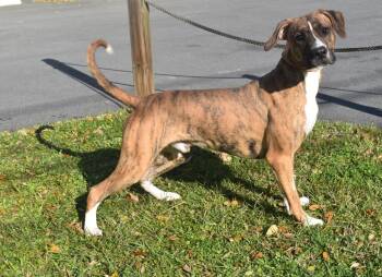Rescue Boxer and Mixed Breed Dogs for Adoption in Kingsland, Georgia - Kato | PetCurious