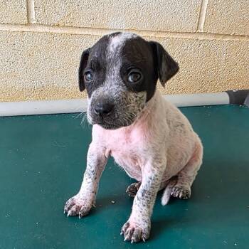 Rescue Mixed Breed Dogs for Adoption in Loxahatchee Groves, Florida - Cauldron 9503 | PetCurious