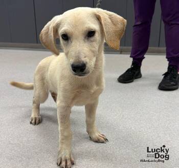 Diesel -  Labrador Retriever and Dachshund Dog for Adoption in Washington, District Of Columbia - Diesel | PetCurious