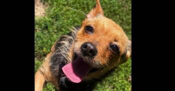 Tiny -  Yorkshire Terrier Dog for Adoption in Papillion, Nebraska - Tiny | PetCurious