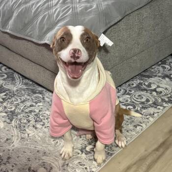 Pit Bull Terrier Dogs Available for Adoption in Avon, Ohio - Louise | PetCurious