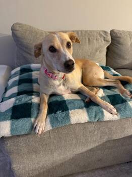 Poppy -  Mixed Breed Dog for Adoption in Nashville, Tennessee - Poppy | PetCurious
