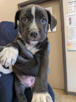 KYLIE -  Pit Bull Terrier and Labrador Retriever Dog for Adoption in Ontario, California - KYLIE | PetCurious