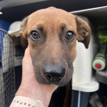 Georgina -  Black Mouth Cur Dog for Adoption in Fort Collins, Colorado - Georgina | PetCurious
