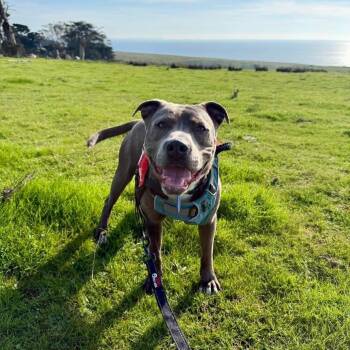 Drumstick -  Mixed Breed Dog for Adoption in San Francisco, California - Drumstick | PetCurious