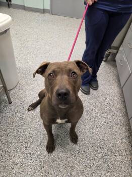 Beta -  Terrier Dog for Adoption in Athens, Tennessee - Beta | PetCurious