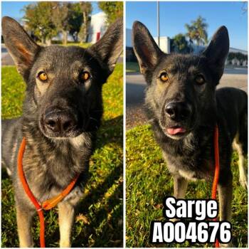 German Shepherd Dog Dogs Available for Adoption - SARGE | PetCurious