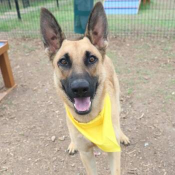 German Shepherd Dog Dogs Available for Adoption in San Antonio, Texas - WYLIE | PetCurious