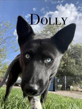Dolly -  Husky Dog for Adoption in Craig, Colorado - Dolly | PetCurious