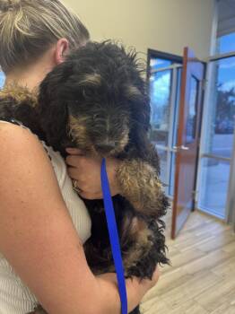 Collins -  Bernese Mountain Dog and Poodle Dog for Adoption in Valrico, Florida - Collins | PetCurious
