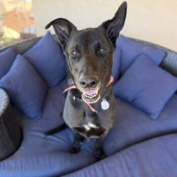 Louie -  German Shepherd Dog Dog for Adoption in Ramona, California - Louie | PetCurious