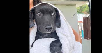 Astro -  Mixed Breed Dog for Adoption in Naranjito, Naranjito - Astro | PetCurious