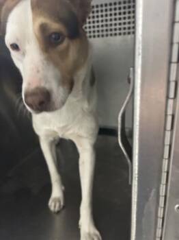 Husky and Mixed Breed Dogs Available for Adoption - Copper | PetCurious