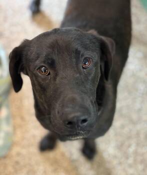 Labrador Retriever and Plott Hound Dogs Available for Adoption - Willow | PetCurious
