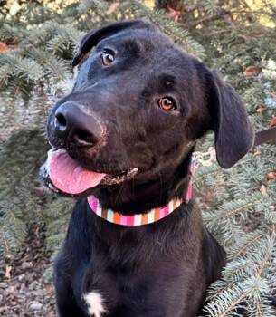 Rescue Labrador Retriever and Mixed Breed Dogs for Adoption in Portola, California - Juliet | PetCurious