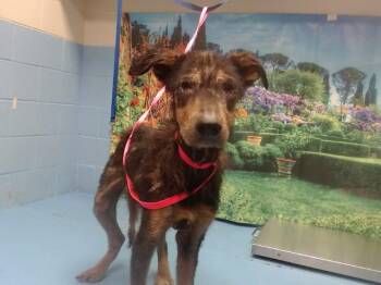Doberman Pinscher and Mixed Breed Dogs Available for Adoption in Moreno Valley, California - A550188 | PetCurious
