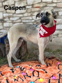 Rescue Belgian Shepherd Malinois and Siberian Husky Dogs for Adoption in Denver, Colorado - Caspen | PetCurious
