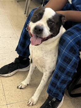 Pit Bull Terrier and Mixed Breed Dogs Available for Adoption in Killeen, Texas - BUFORD | PetCurious