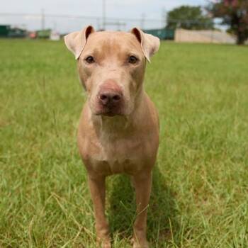 Rescue Pit Bull Terrier Dogs for Adoption in Valdosta, Georgia - Taffy | PetCurious